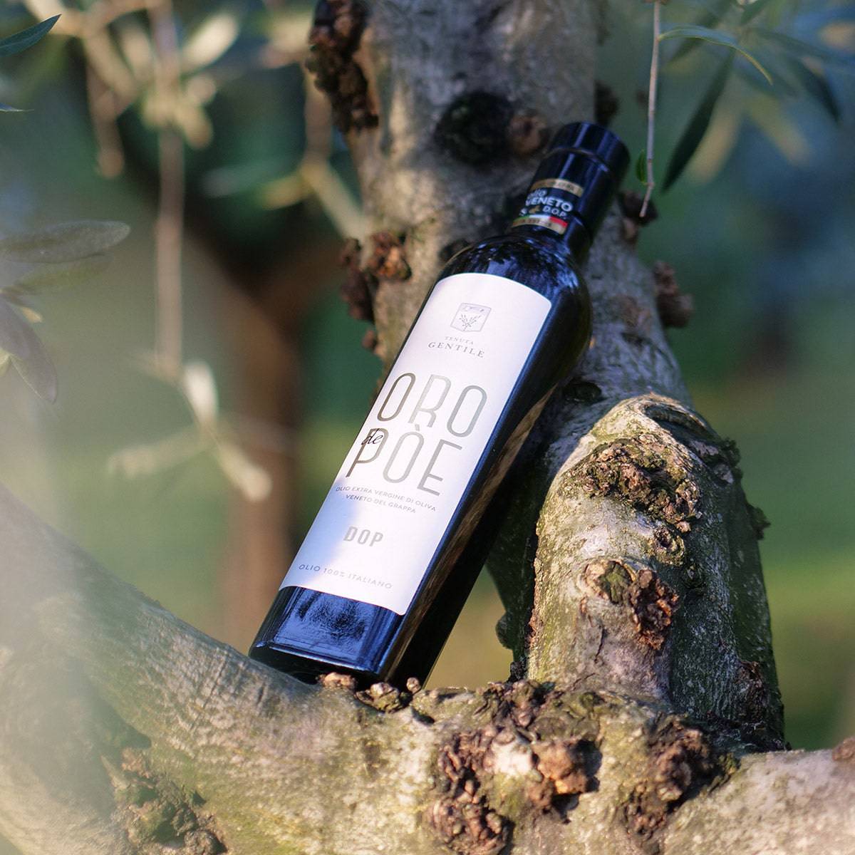Olio Extravergine Veneto del Grappa DOP 500ml - vaigustando