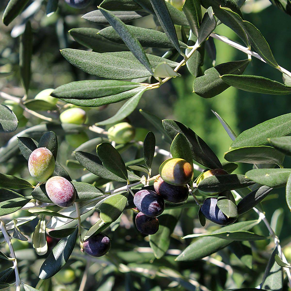 Olio Extravergine  Veneto del Grappa DOP 500ml  -  Oro de Pòe - vaigustando