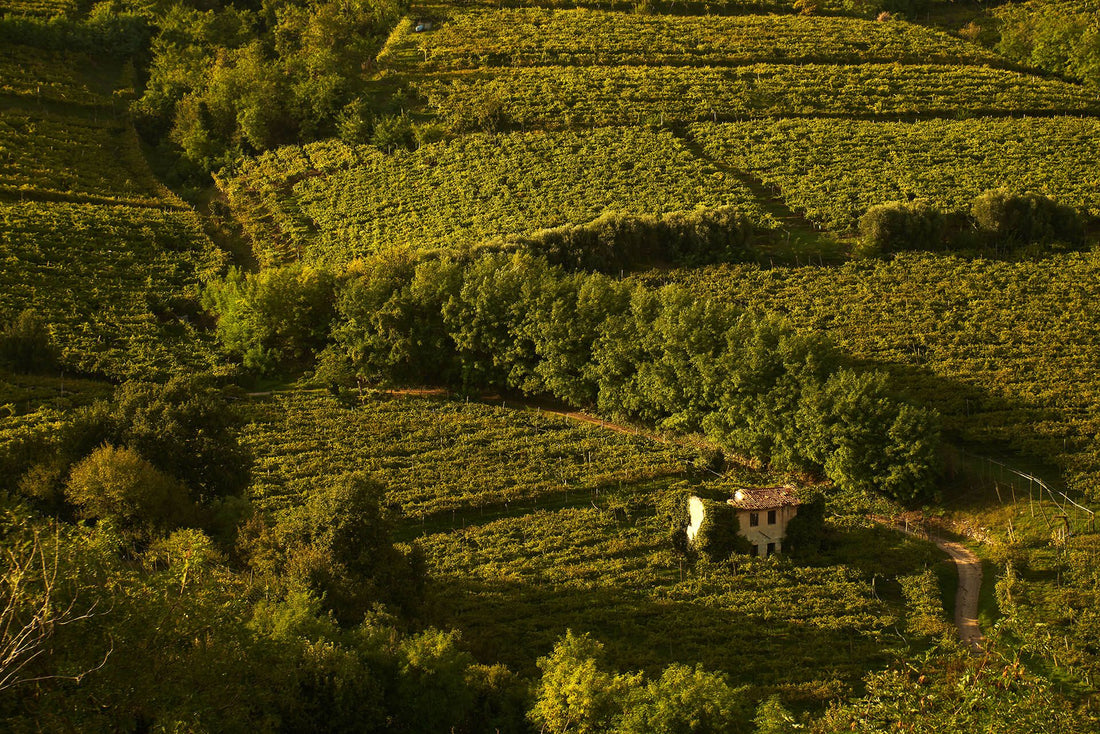 i vigneti Gini del Soave Classico a Monteforte d'Alpone: colline verdi e un casolare di pietra tra i filari