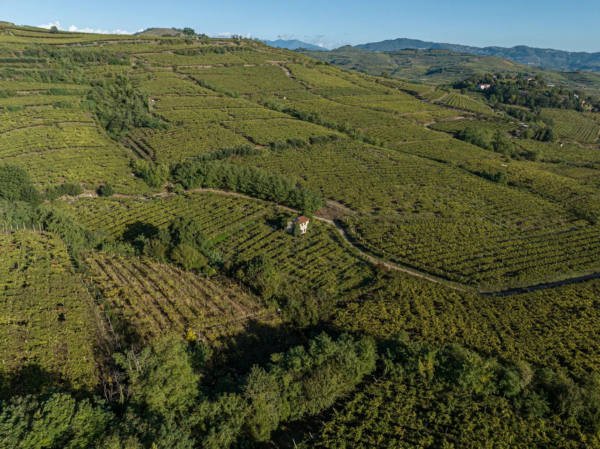 Soave e Colli Berici: terre di vino tra Verona e Vicenza