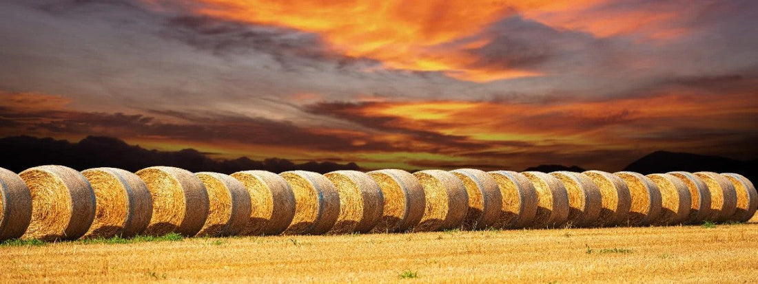La Bassa Padana Lombarda