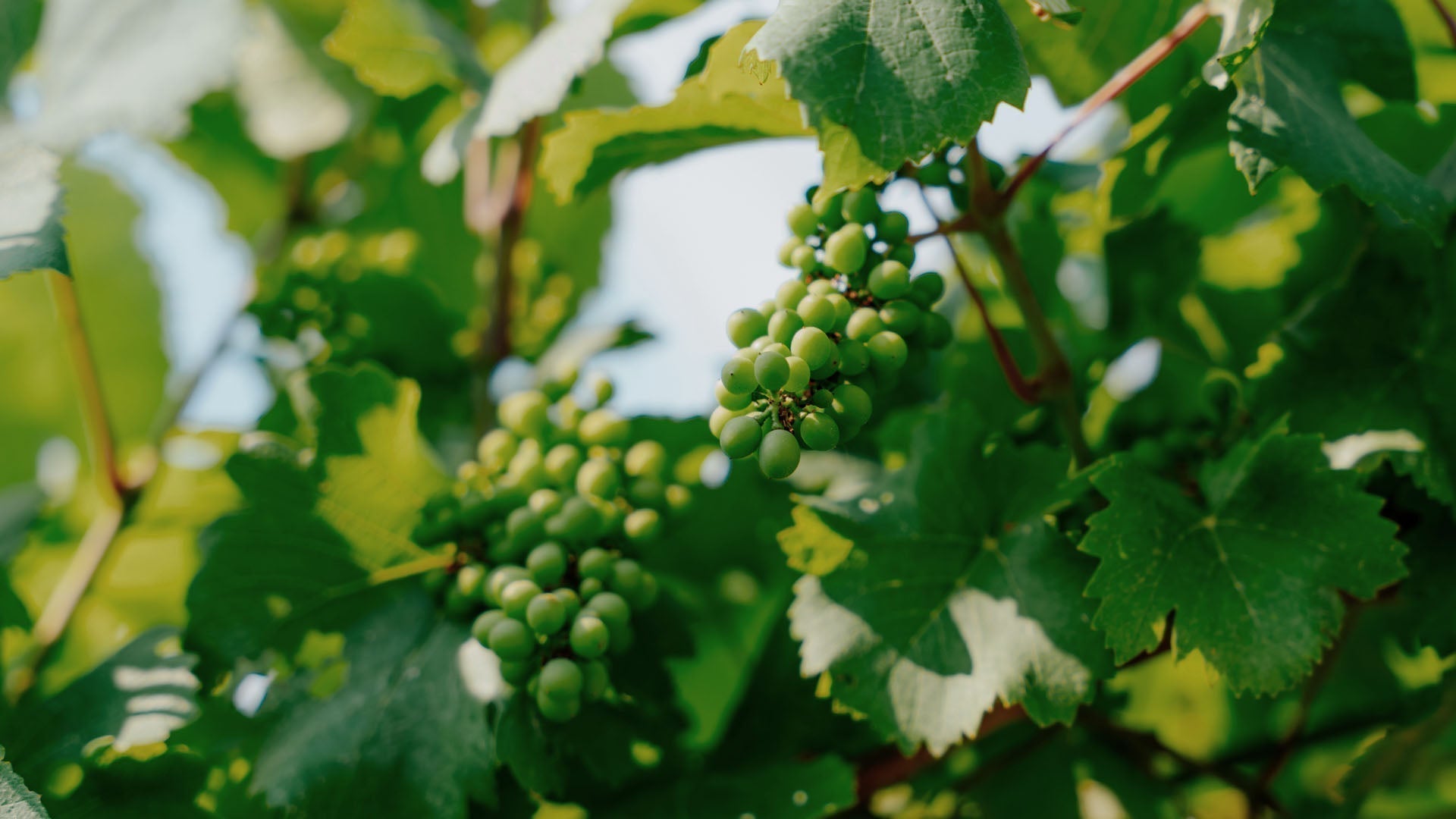 Grappoli ancora verdi fra le foglie della vite nei vigneti di Masiero Wine, sui Colli Berici