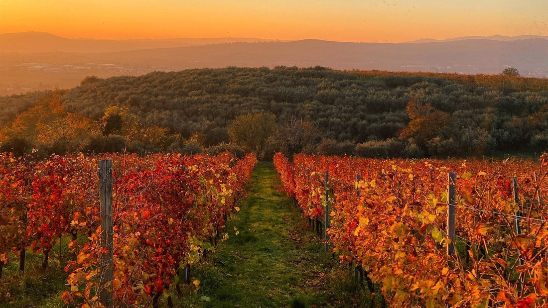 Tenuta Trabucchi