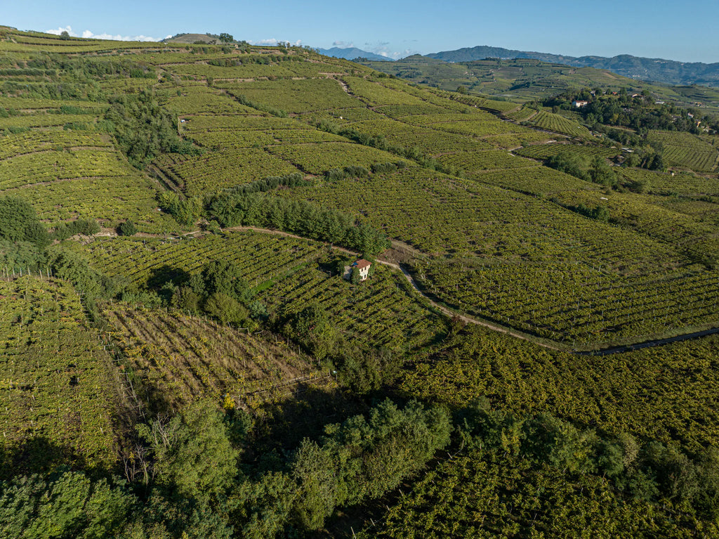 Gini Salvarenza veduta aerea vigneti