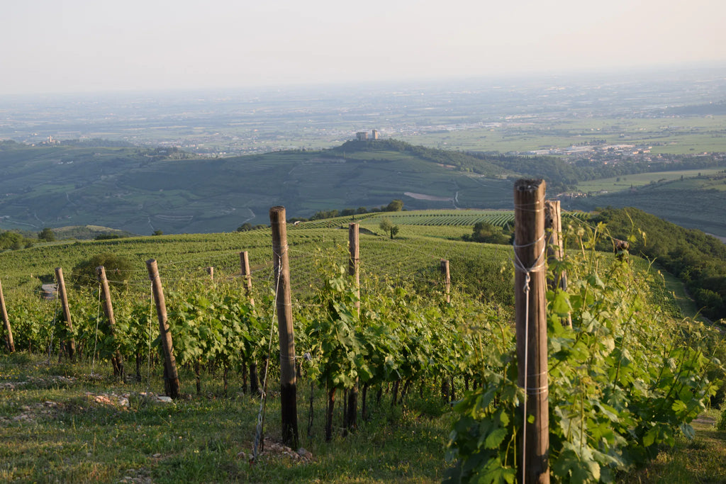 Gini Tenuta Scajari primavera vigneti vista Illasi