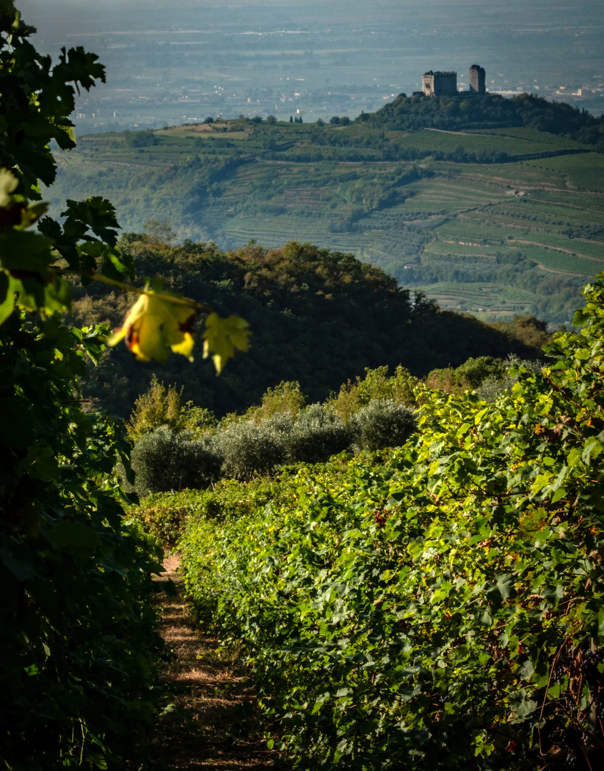 Gini Tenuta Scajari vista su castello Illasi