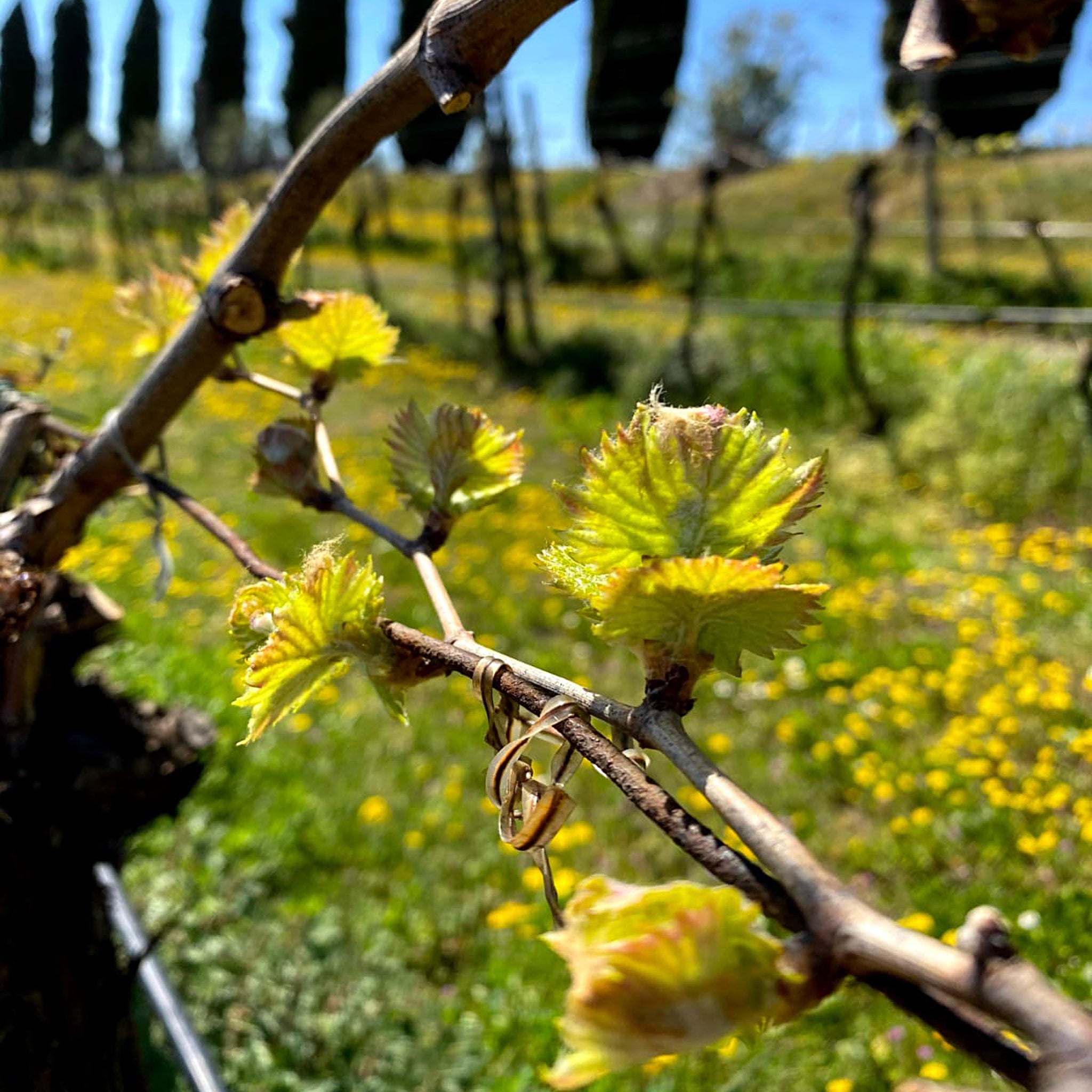 Valpolicella superiore Doc-Galante  -  Tenuta Trabucchi - vaigustando