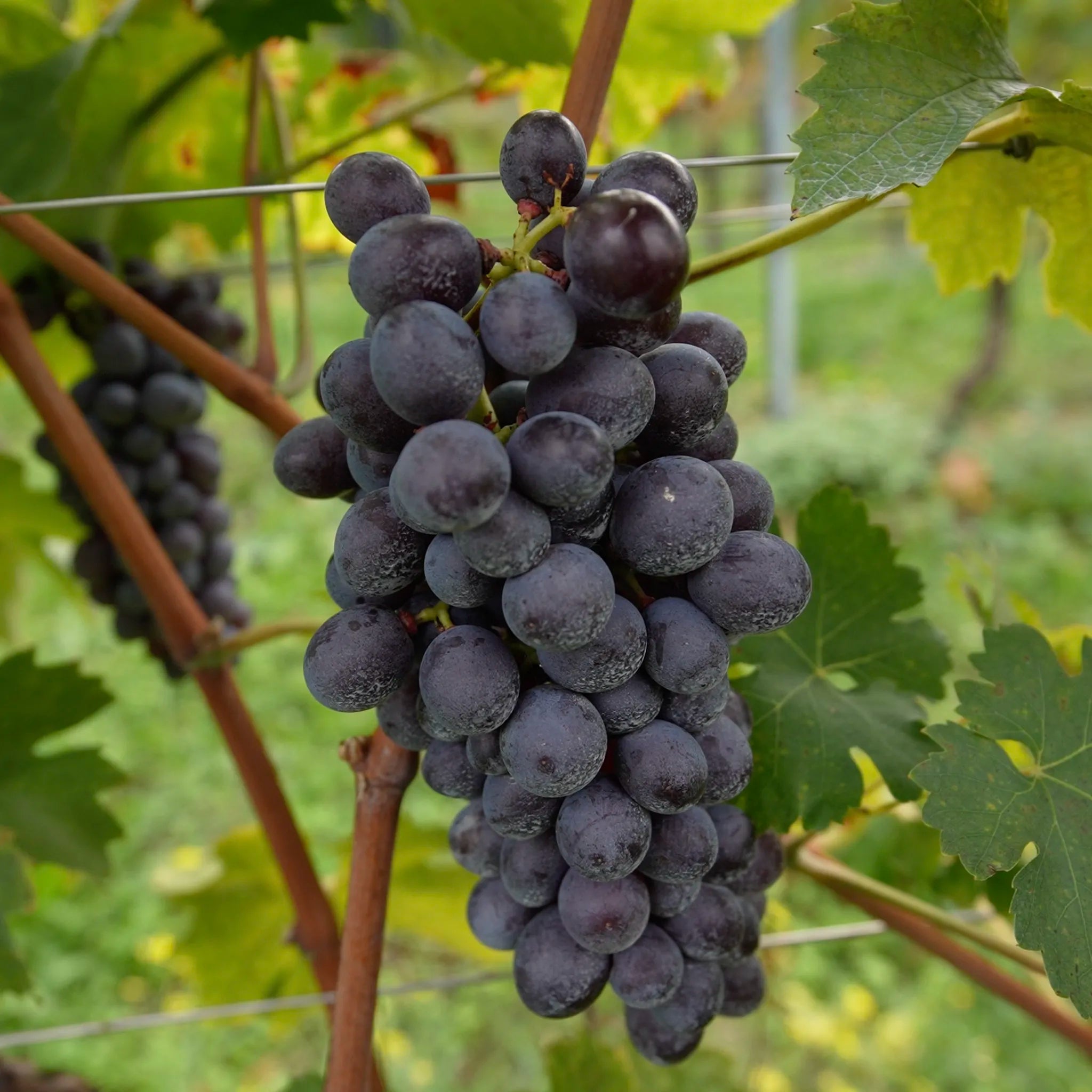 Amarone della Valpolicella D.O.C.G.  -  Comaroto - vaigustando