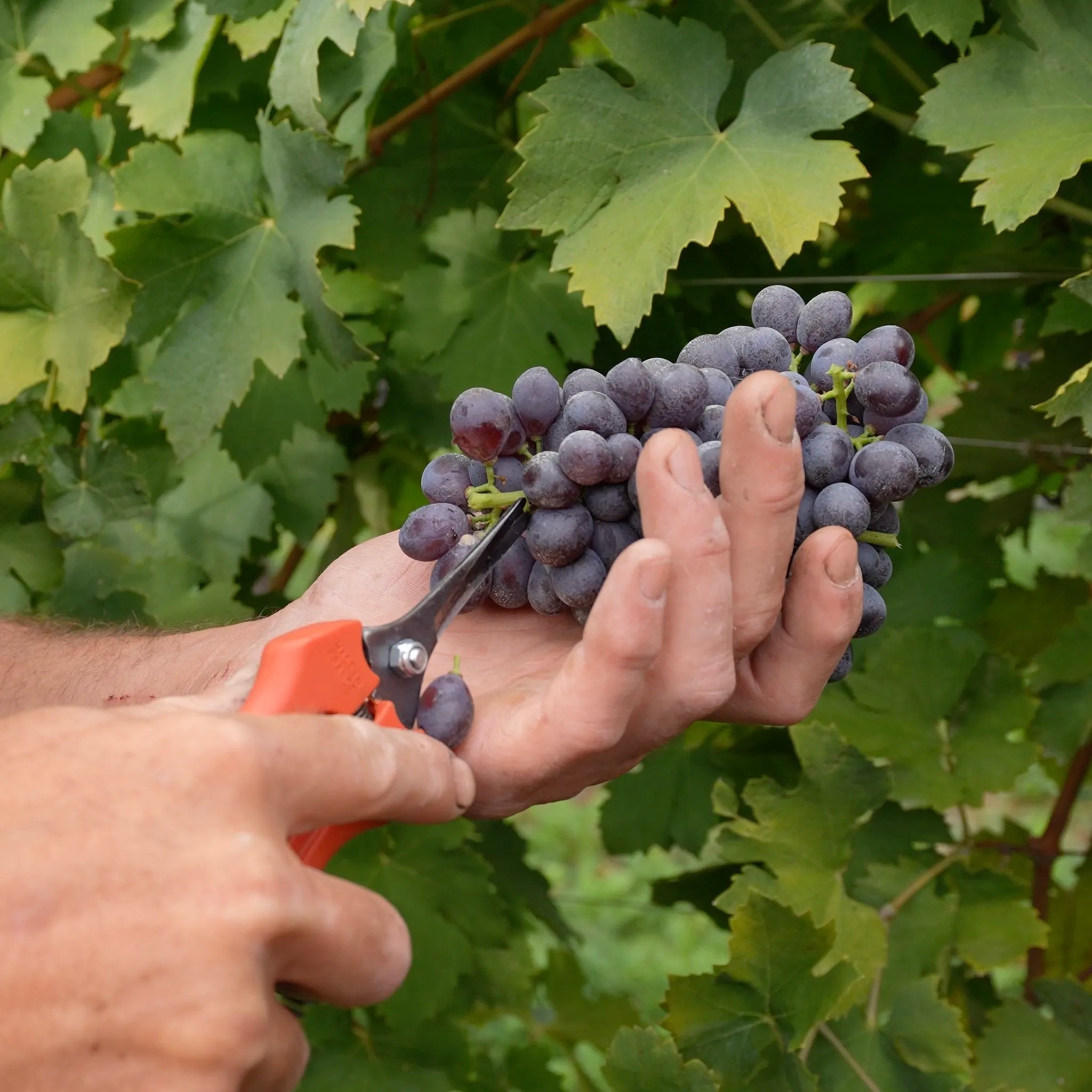Valpolicella Superiore D.O.C.  -  Comaroto - vaigustando