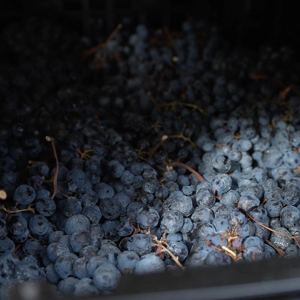 Amarone della Valpolicella D.O.C.G.  -  Comaroto - vaigustando
