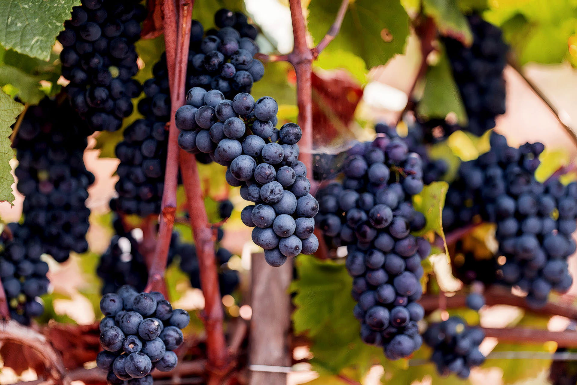 Pinot Nero 2019  -  Buvoli - vaigustando