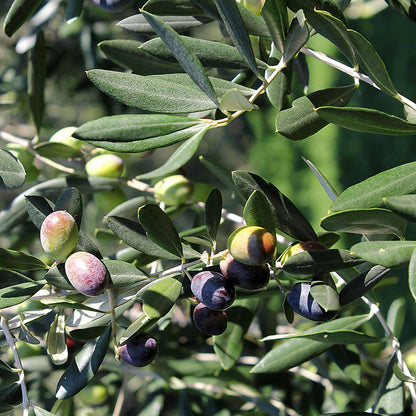 Olio Extravergine  Veneto del Grappa  250ml - vaigustando