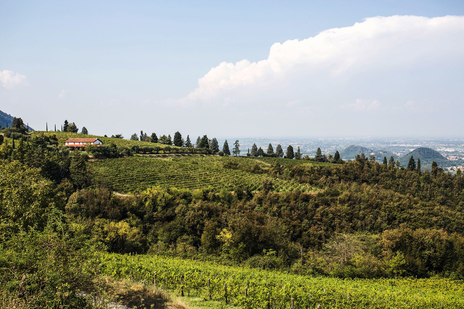 Pinot Nero - S  -  Buvoli - vaigustando